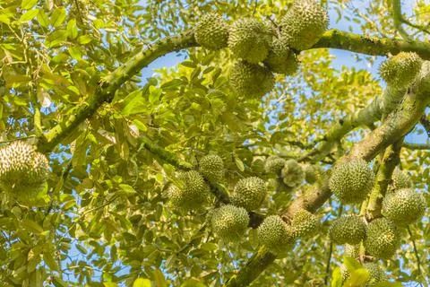Many durians on the tree Stock Photos