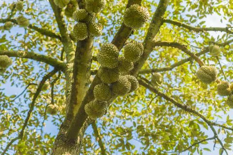 Many durians on the tree Stock Photos