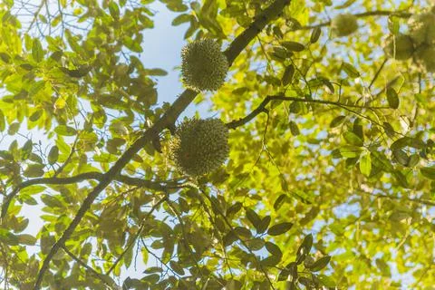 Many durians on the tree Stock Photos