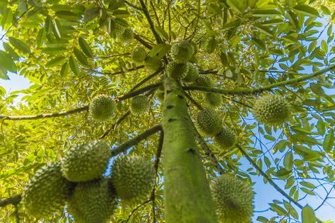 Many durians on the tree Stock Photos