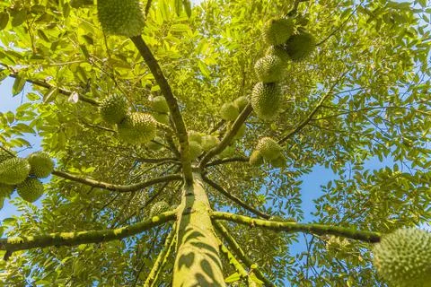 Many durians on the tree Stock Photos