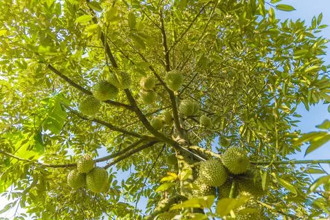 Many durians on the tree Stock Photos