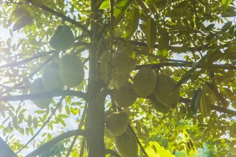 Many durians on the tree Stock Photos