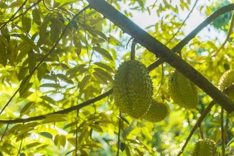 Many durians on the tree Stock Photos