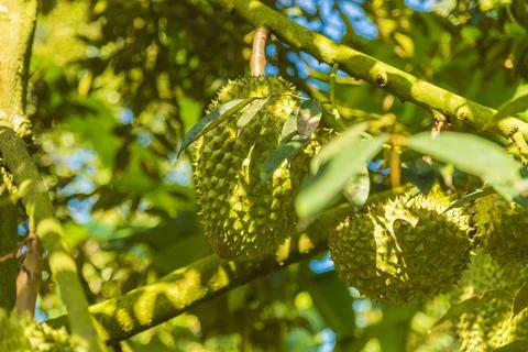Many durians on the tree Stock Photos