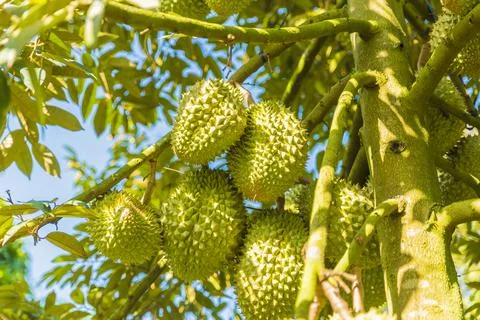 Many durians on the tree Stock Photos