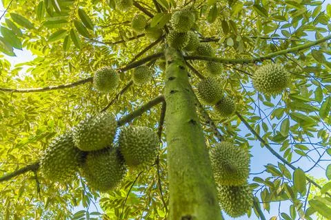 Many durians on the tree Stock Photos