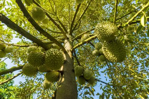 Many durians on the tree Stock Photos