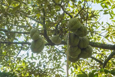 Many durians on the tree Stock Photos