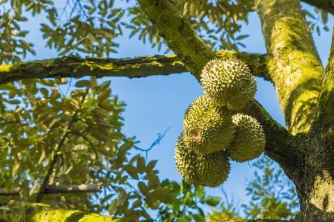 Many durians on the tree Stock Photos