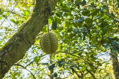 Many durians on the tree Stock Photos