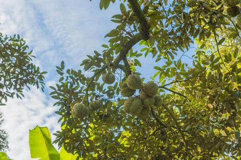 Many durians on the tree Stock Photos
