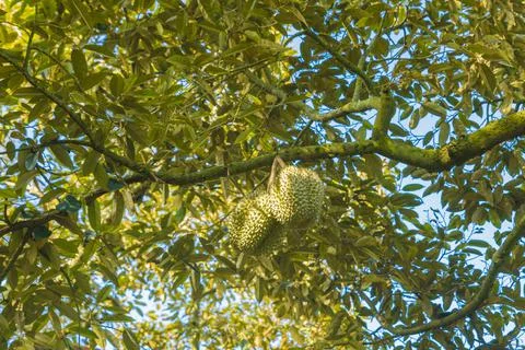 Many durians on the tree Stock Photos
