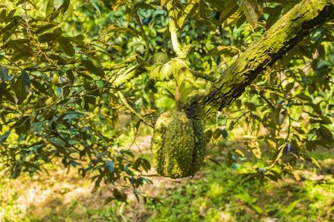 Many durians on the tree Stock Photos