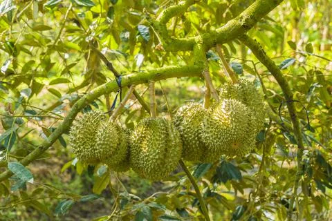 Many durians on the tree Stock Photos