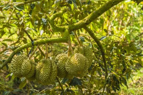Many durians on the tree Stock Photos