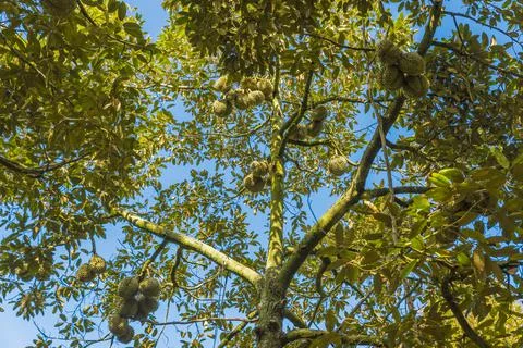 Many durians on the tree Stock Photos
