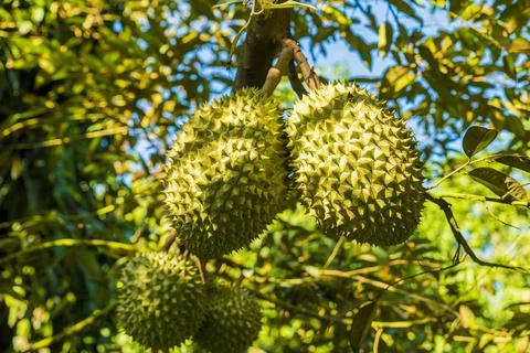 Many durians on the tree Stock Photos