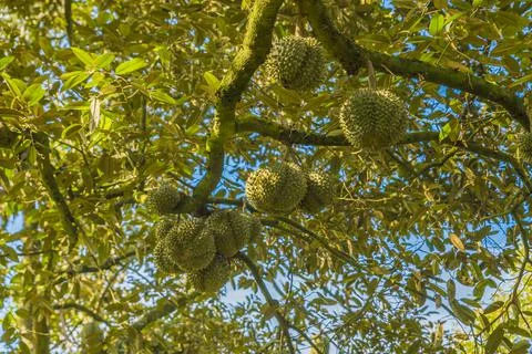 Many durians on the tree Stock Photos