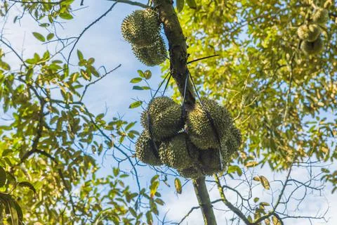 Many durians on the tree Stock Photos