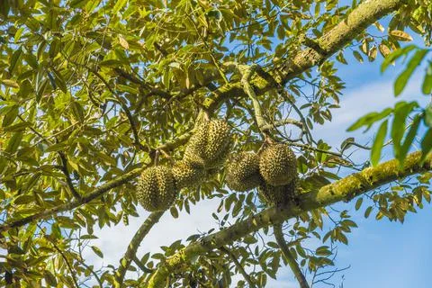 Many durians on the tree Stock Photos