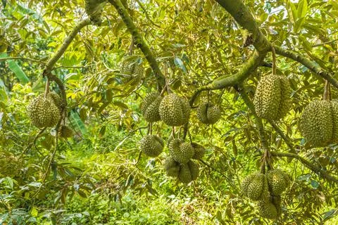 Many durians on the tree Stock Photos