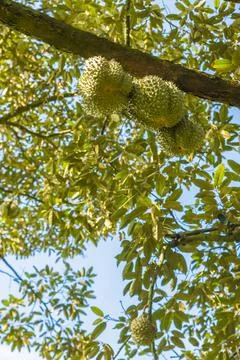 Many durians on the tree Stock Photos