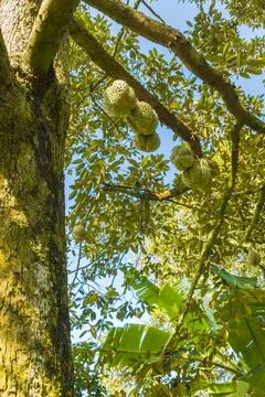 Many durians on the tree Stock Photos