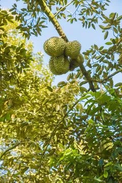 Many durians on the tree Stock Photos