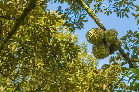 Many durians on the tree Stock Photos