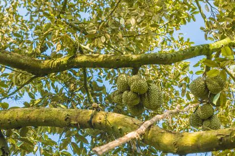 Many durians on the tree Stock Photos