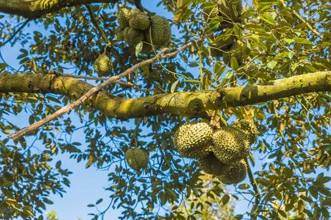 Many durians on the tree Stock Photos