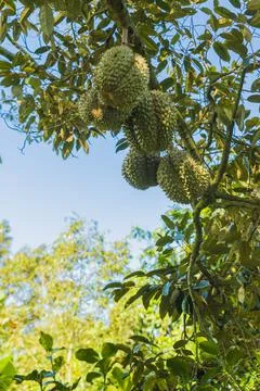 Many durians on the tree Stock Photos