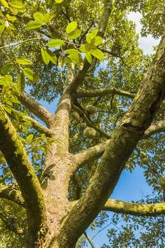 Many durians on the tree Stock Photos