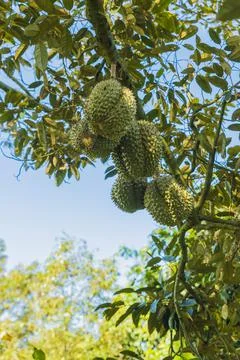 Many durians on the tree Stock Photos