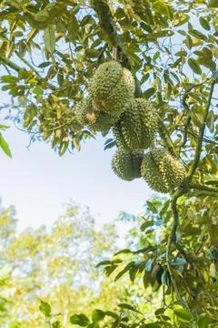 Many durians on the tree Stock Photos