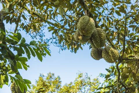 Many durians on the tree Stock Photos