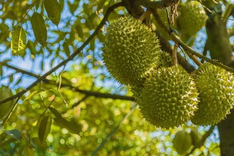 Many durians on the tree Stock Photos