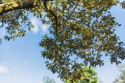 Many durians on the tree Stock Photos