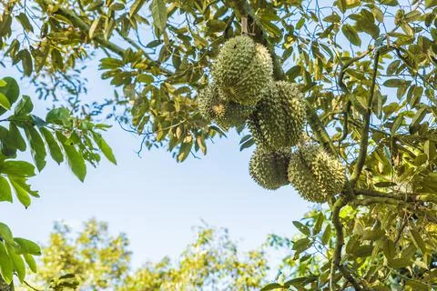 Many durians on the tree Stock Photos