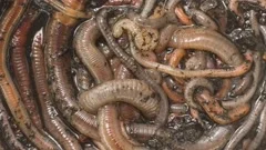 Many Live Earthworms Fishing Soil Stock Photo 1081333778