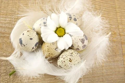 Many easter quail eggs grouped on wooden board with white feathers and white Stock Photos