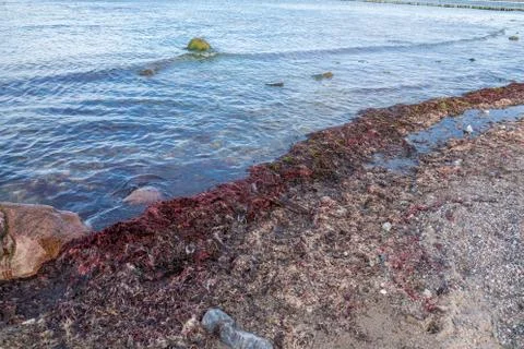 Many ed algae are washed up on the beach of the Baltic Sea Foto stock