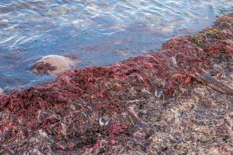 Many ed algae are washed up on the beach of the Baltic Sea Foto stock