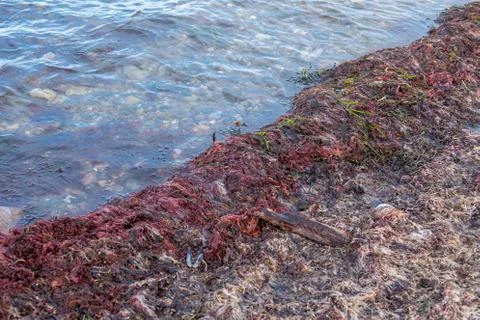 Many ed algae are washed up on the beach of the Baltic Sea Foto stock