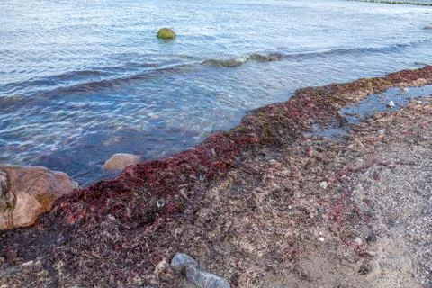Many ed algae are washed up on the beach of the Baltic Sea Foto stock