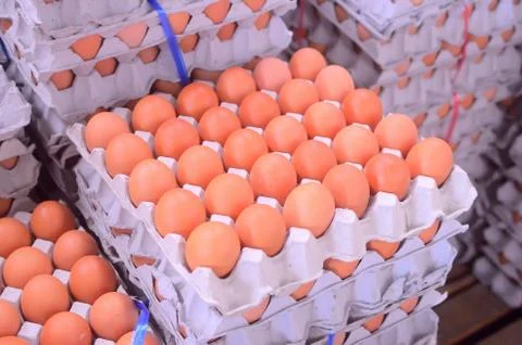 Many eggs in the box Stock Photos