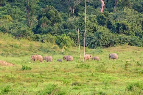 Many elephant in the forest Stock Photos