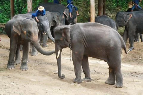 Many elephant Stock Photos