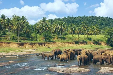 Many elephants bathing in the river Stock Photos